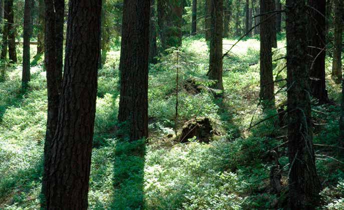BLI MEDLEM I NATURSKYDDSFÖRENINGEN! Stöd kampen för natur och miljö. Tillsammans har vi kraft att förändra.