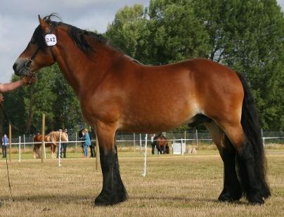 Först gick Gorm 1892, följd av Kronprins 1947, Kravall 2005, Harpun 2045 & Jasper (2082).
