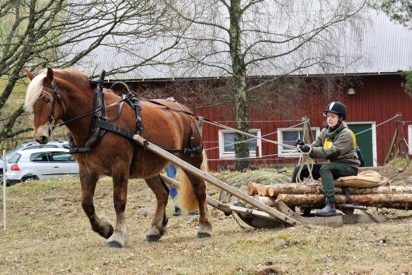 Elin Ingvarsson, 19 år, blev vid sin student på Svenljunga Naturbruksgymnasium tilldelad Nordsvenska Hästens Stipendium av FNH Södra Älvsborg för sin fina hantering av hästarna & mycket goda omdömen