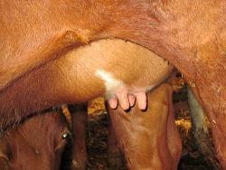 Effekt av spensugande kvigor samt dess effekt på mjölkkörteln Effect of intersucking and its impact on the mammary gland av Caroline Eriksson Institutionen för