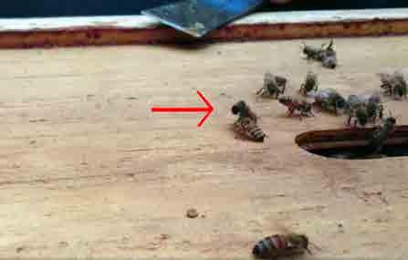 Foto: Susanna Kivling hällen som svärmar och inte lyckas få en parad drottning deras bistyrka krymper och de har fullt med pollen och honung i kupan vilket gör dem ideala för