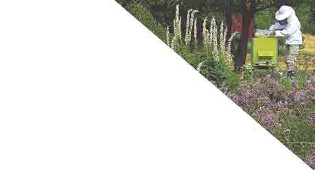de Öppna husen kommer att finnas på: www.biodlingsforetagarna.