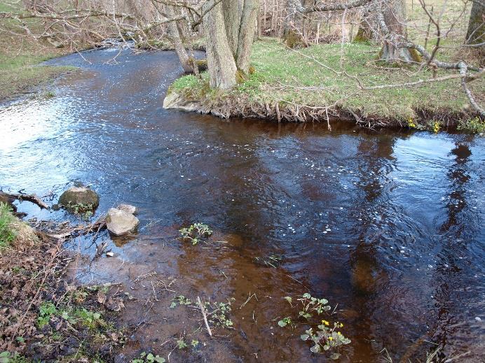 Ett nejonöga (sannolikt bäck-) sågs vid snorklingen i strömsträckan. Vattentemperaturen vid besökstillfället 21 april 2016 var 10,5 C. Dammresterna i Bronaån vid Ängatorp och strömsträckan nedanför.