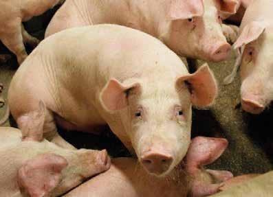 #EndPigPain Den 16/5 inledde Djurens Rätt kampanjen #End- PigPain i Sverige. Tillsammans med Eurogroup for Animals och 15 olika djurorganisationer drivs opinion för grisarna via endpigpain.se.