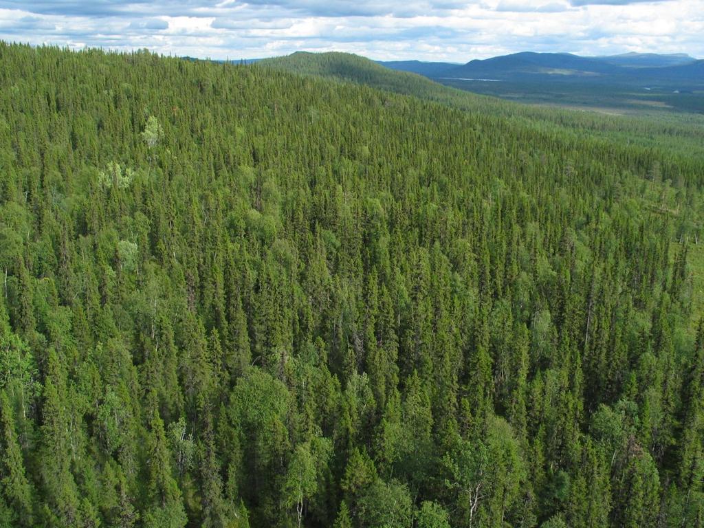 SKÖTSELPLAN Bilaga 4 3 (6) 5. Mål och åtgärder 5.1 Skog Skogen i naturreservatet utgörs helt och hållet av värdekärna (Foto 1) som består av grandominerad barrnaturskog av hög ålder.