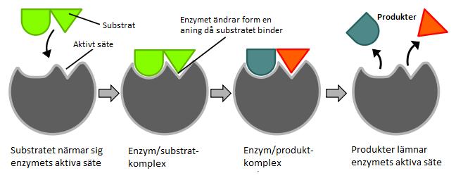 Hur fungerar enzymer? Enzymet binder ett eller flera substrat (beroende på vilken funktion enzymet har) i sitt aktiva säte (aktivt centrum).