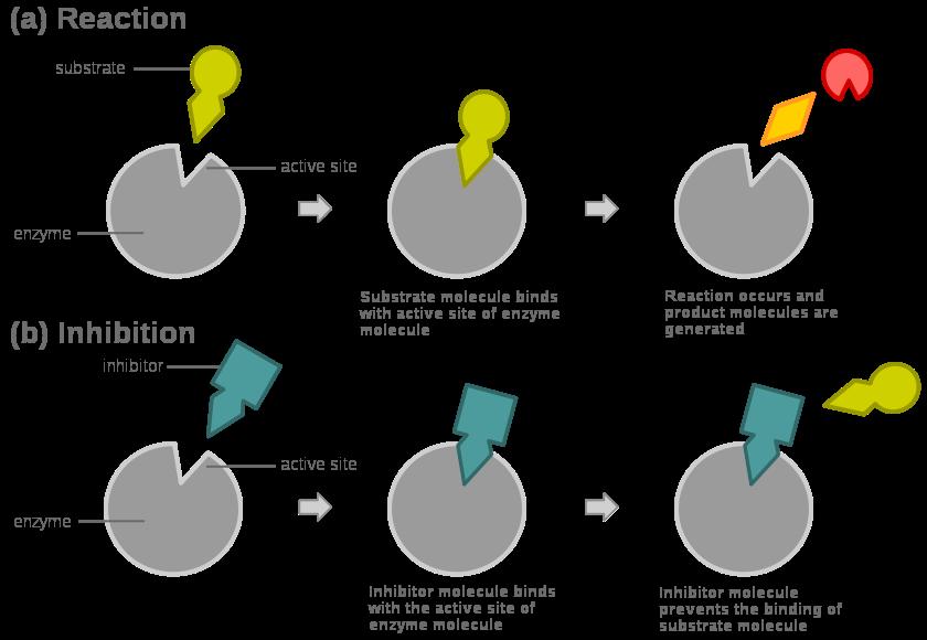 Andra ämnen kan påverka enzymaktiviteten Inhibitorer är molekyler som minskar enzymaktivitet genom att binda till enzymet på ett sådant sätt att substratet/substraten inte kan binda till det aktiva