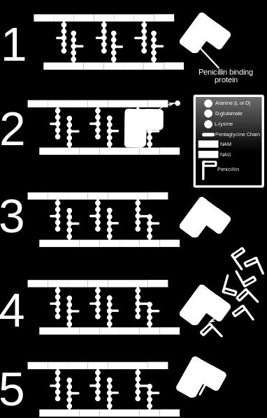 Penicillin är en enzym-inhibitor Cellväggen hos bakterier är uppbyggt av flera molekyllager. De olika lagren sitter ihop med varandra med hjälp av sidokedjor.