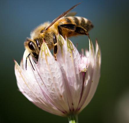 Munkeboviken Naturinventering gjordes för att