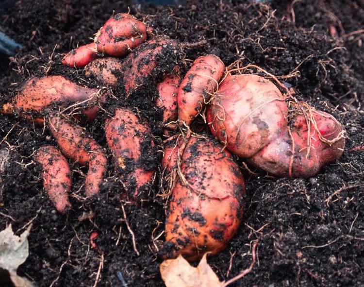 Nu har vi bjudit in henne för att föreläsa om hur vi odlar ingefära, gurkmeja, sötpotatis, wasabi, gyllenbär m.fl. nyttiga och spännande växter i trädgården eller på balkongen.