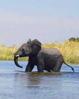 Chobe nationalpark anses vara ett av Afrikas bästa viltreservat. Här finns inte mindre än 120 000 elefanter vilket är den största koncentrationen på hela kontinenten.
