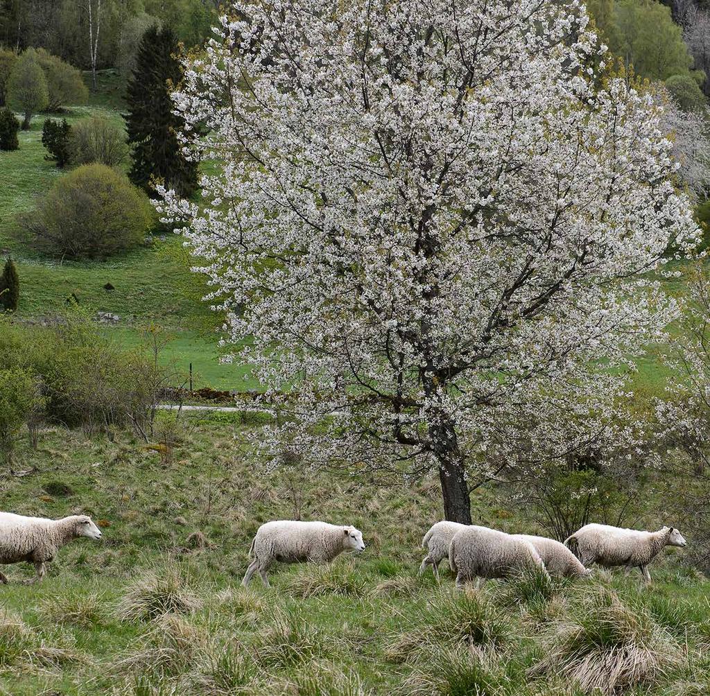 Naturbetesmarker en resurs för får- och