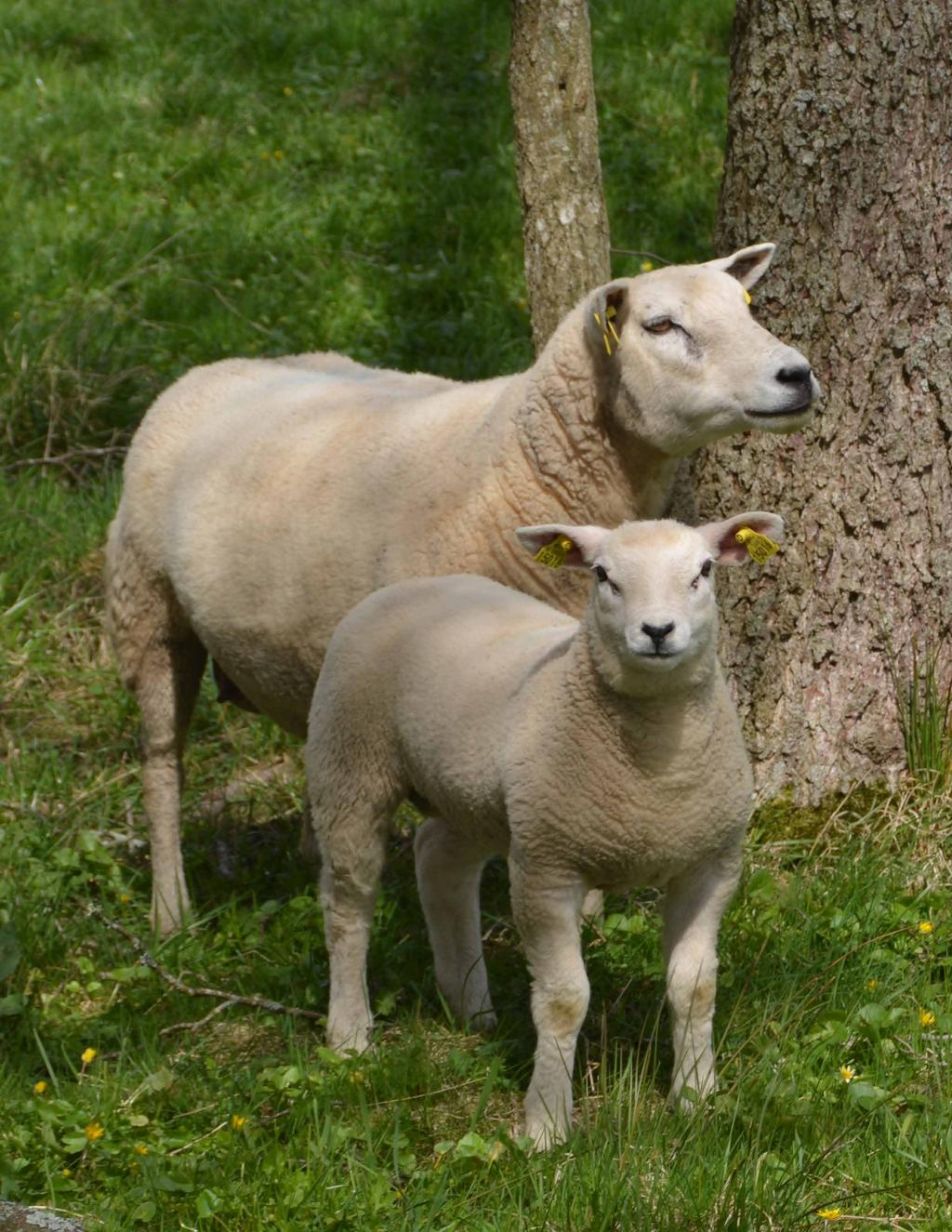 På bra avkastande naturbeten kan tackor med ett lamm näringsförsörja sig väl. Tackor med fler lamm eller avvanda växande lamm behöver bra förhållanden för god lammtillväxt.