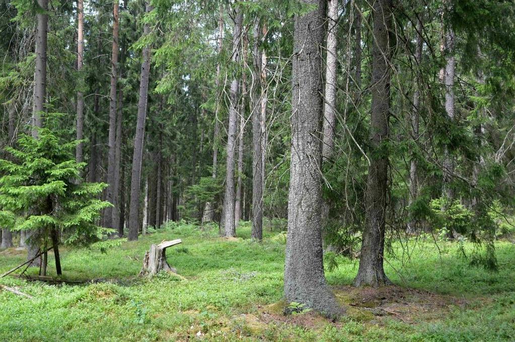 Undersökningsplikt Den slutgiltiga köparen har enligt jordabalken ett långtgående ansvar att undersöka egendomen och förvissa sig om dess skick, gränser och areal före köpet.