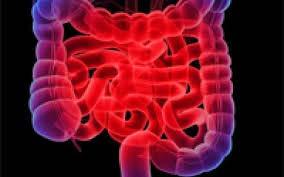 Järnmetabolism Järnlager regleras via kontrollerad absorption av enterocyter.