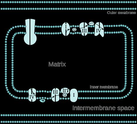 Fritt järn Redox-kapaciteten Oxidativ stress- fria