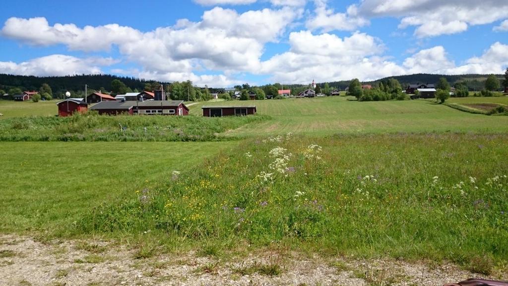 Några små fläckar med torrängsflora finns, exempelvis vid orange romb på kartan där det växer liten blåklocka, vårfingerört, ormrot och fjällgröe. Figur 5.