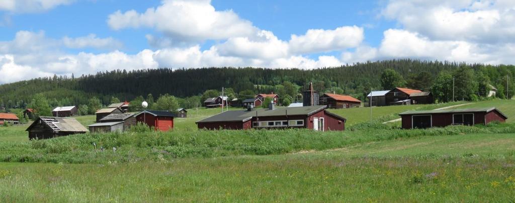 Figur 7. Reningsverket med omgivning. På ett par platser växer också den rödlistade backrutan (hotkategori NT, nära hotad, foto nedan).