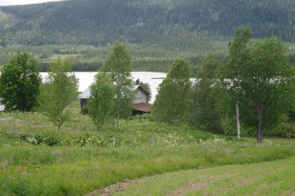 Delområde 4 Figur 10. Delområde 4 består av igenväxande ängsmark med frodig vegetation. Här syns den övre, östra delen och till höger skymtar den busk/trädbevuxna västra delen.