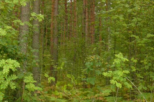 5 Vattenskyddsområde En liten del av planområdet är beläget inom den sekundära skyddszonen av vattenskyddsområde till skydd för grundvattentäkten i Scoutvik.