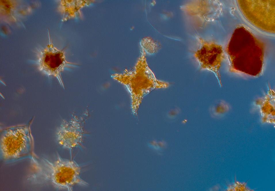 Chaetoceros socialis, Leptocylindrus minimus and Skeletonema marinoi were the most common diatoms, and amongst the dinoflagellates, Ceratium species were the most abundant.