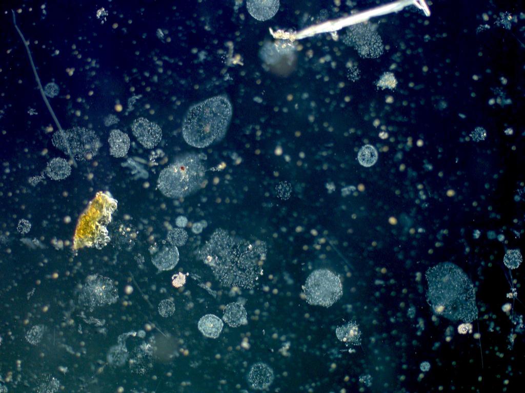 The Baltic Sea The phytoplankton situation was modest in the Baltic Sea and besides the species lists there is nothing more to