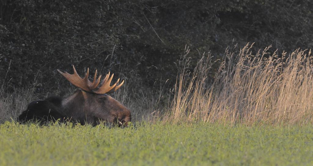 Kvalitetssäkring och uppföljning Förslag på fördjupnings-/kompletterande läsning Skalski, J. R., Ryding, K. E. och Millspaugh, J. J. 2005. Wildlife demography: Analysis of sex, age, and count data.