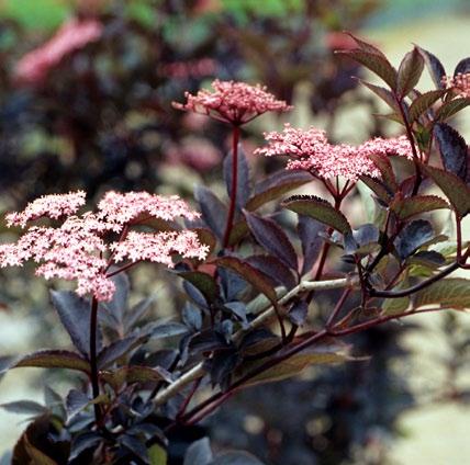 GRÖNA FAKTA Hydranea paniculata Pink Diamond.