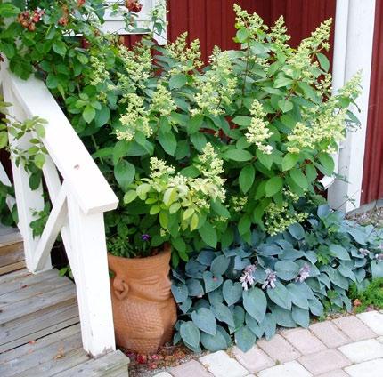 Foto: Gunnel Holm Sambucus nira Black Beauty. Foto: Bo Andersen Prunus laurocerasus Piri.