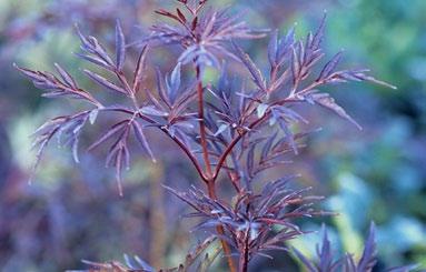 (Sambucus nira) och praktspireor (Spiraea japonica). De fyra rupperna presenterar en varierad månfald av bladfär, dofter, blomnin, fruktsättnin och höstfär. Nåra är dessutom städseröna.