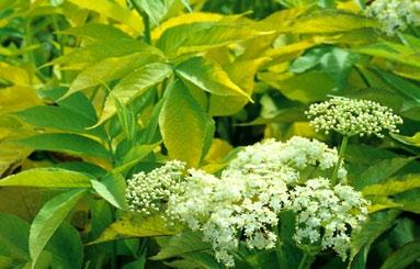 Fläder Fläder (Sambucus nira) känner vi som välvuxna buskar, under sommaren riklit blommande i de svenska landskapen.