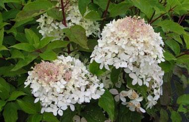 Sambucus nira Aurea ulbladi fläder har ett vackert yllenult bladverk med vit blomnin och svart fruktsättnin.