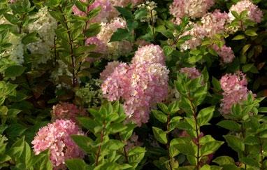 Den ulbladia flädern är främst en försommarplanta eftersom bladen då är som vackrast, under sommaren mörknar oftast bladen till rönt.