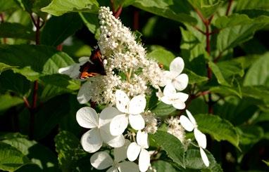 Sambucus nira Black Beauty blodfläder bildar en mycket mörkbladi sort med rosa blommor och mörkt rödaktia blom- och fruktstjälkar.