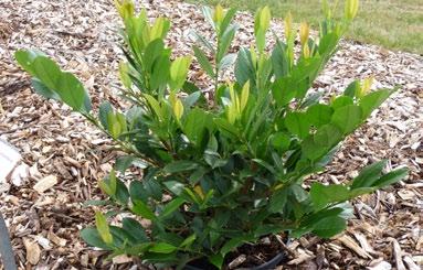Hydranea paniculata Phantom syrenhortensia är en nyhet som er stora vita blommor som mot slutet av säsonen skiftar mot rosa. Har i europeiska tester utsetts till en av de bästa syrenhortensiorna.