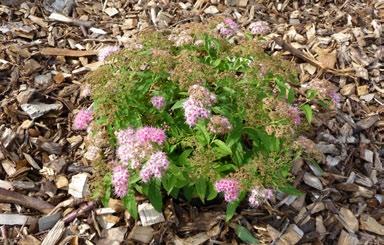 Praktspirea Praktspirea (Spiraea japonica cvs.) representeras på marknaden av omkrin 70 olika sorter, men vi finner anska få av dem i svensk odlin.