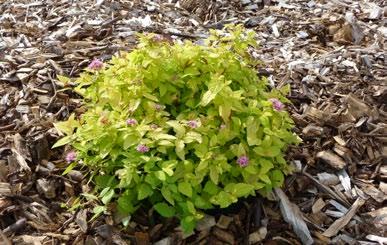Spiraea japonica Albiflora höstspirea bildar en lå buske med ljusare bladverk än arten och med vita blommor i början av auusti. Den har ett upprätt, nåot lest habitus. 0,5 m. Zon I-V.