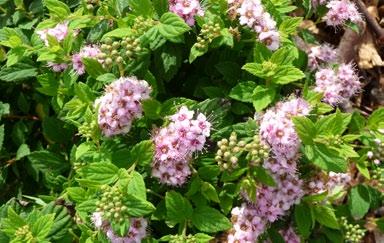 Den får ofta rosa/vita fläckar på bladen som resultat av virus, nåot som nyare sorter, däribland S. japonica Sapho, är rensade från. 1,5 m. Zon I-V.