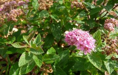Den är framtaen som en sport (bladmutation) ur Anthony Waterer men har mörkare blommor och bildar inte vitmelerade blad. Sorten kommer från Darthuizer Nursery i Holland. 0,8 m. Zon I-IV (V).