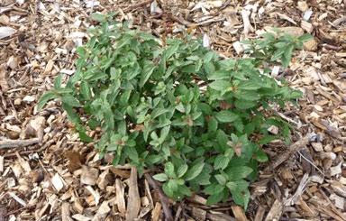Skiljs från Anthony Waterer enom att den har ljusare blommor, blir nåot höre samt får rent röna blad utan kloro fyllfria fläckar. 1,5 m. Zon I-VI. 21. Spiraea japonica Genpei 22.