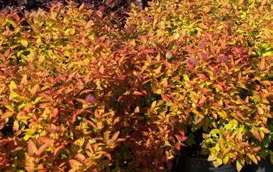 Spiraea japonica Maic Carpet 28. Spiraea japonica Manon 29. Spiraea japonica Sapho 30.