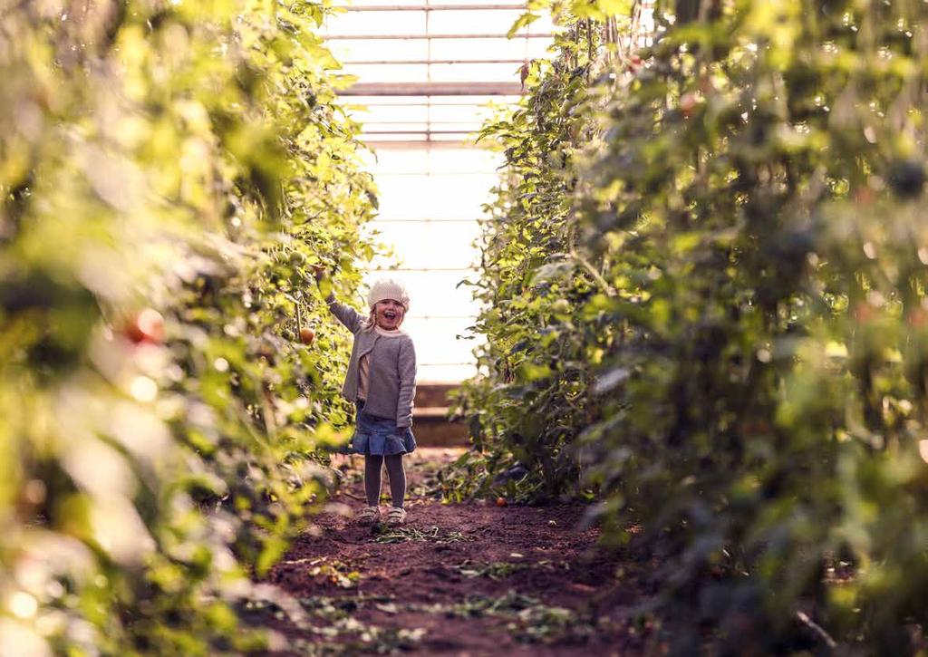 Bland tomaterna vid Tallmo