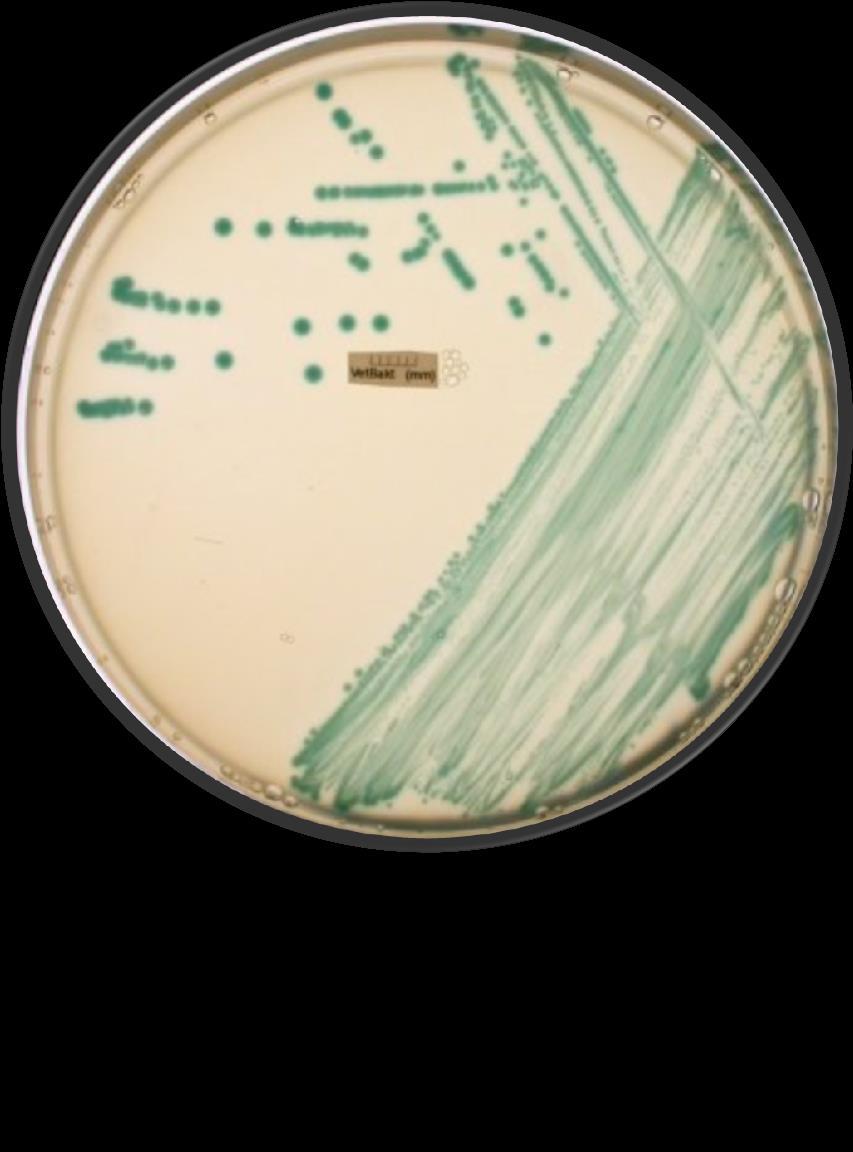 Rapport 30-2017 Provtagning av Listeria