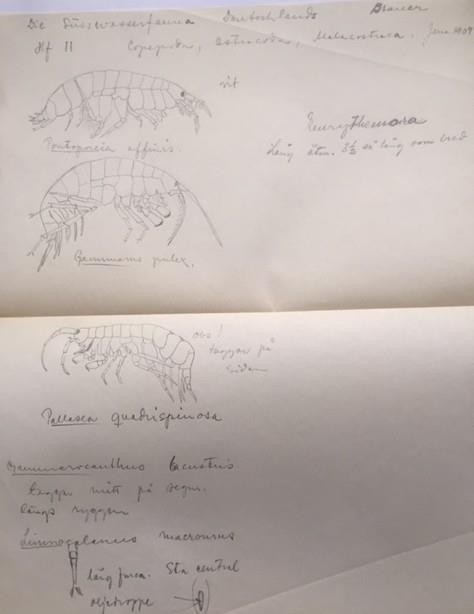 Figur 12. Blyertskiss troligtvis utförd av Sven Ekman själv. Skissen låg ihopvikt inne i hans eget exemplar av monografin.