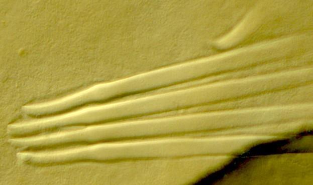 Figur 13. Så kallade könsborst ( spermathecal chaetae ) hos arten Rhyacodrilus coccineus.