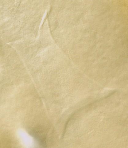 L. profundicola var under 60-talet verkligt allmänt förekommande i Vättern. Tabell 5 i Appendix 1 innehåller de analysresultat av prover från olika djup tagna 1966-1969 som antagits innehålla L.