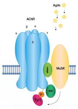 IBL International MuSK-Ab ELISA Muskel specific thyrosin kinase, MuSK is part of an agrin receptor complex and mediates the agrininduced clustering of acetylcholine receptors The world s first