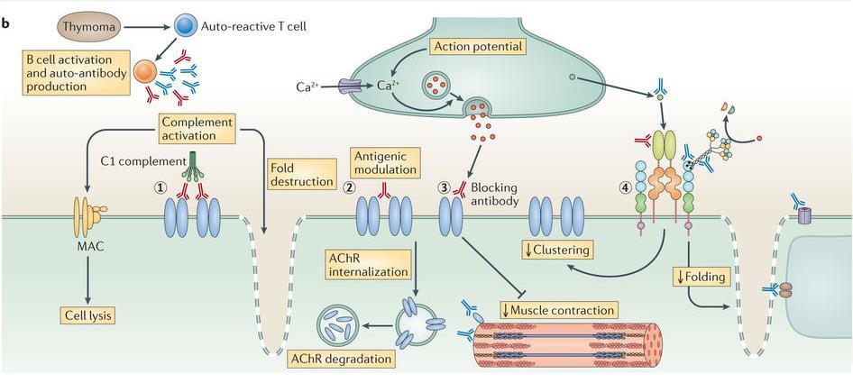 Acr/bungarotoxin