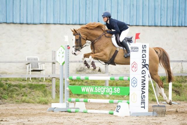 Kontakt Sverker Torstensson tel. 070-6403250 7. Cirka S sto 160 cm född 2001 e. Camaro M- Indus. En riktig schoolmaster tävlad 135 cm.