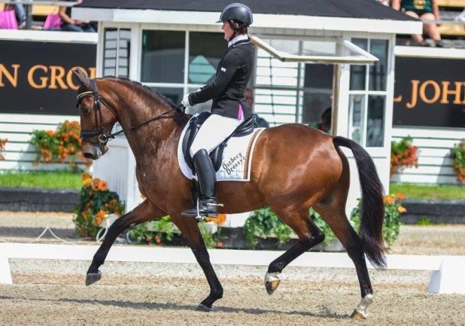 6. DI MERCY 7- årigt valack mkh 162 cm e. Vladimir- Briar- Anart. Startat MSV A:1 med placeringar i MSV B. En okomplicerad häst som är lättriden för vem som helst och alltid gör sitt bästa.